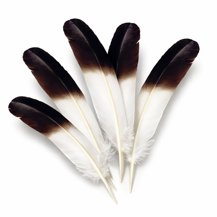 Lot de 10 Plumes Naturelles de Dinde – Noir et Blanc – 25-30 cm – Matériel Haut de Gamme pour Artisanat, Décoration Mariage, DIY, Accessoires de Fête et Créations de Bijoux