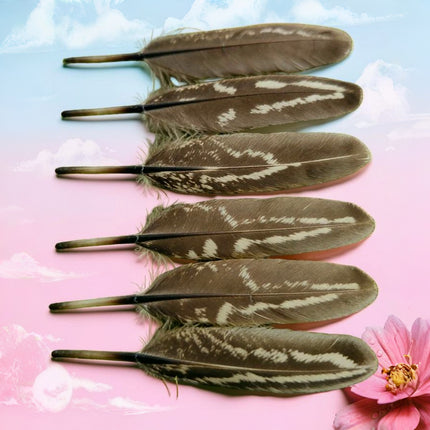 Lot de 100 Plumes naturelles de faisan à collier mâle – Récrémences fines 5-9 cm – Matériel DIY professionnel pour accessoires de scène, costumes, créations ornithologiques et autres usages